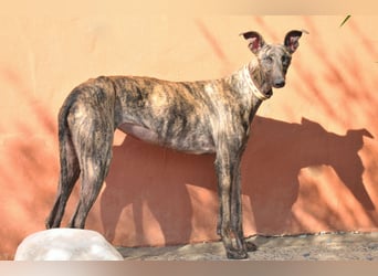 Wird Nani von dir gesehen?