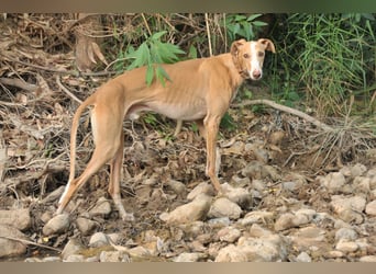 Könnte Fito vielleicht genau der Hund sein, der dein Herz erobert und dein Leben bereichert?