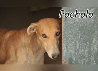Sind Sie bereit, Pocholo die Liebe zu schenken, die er braucht?