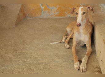 Könnte Fito vielleicht genau der Hund sein, der dein Herz erobert und dein Leben bereichert?