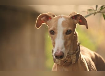 Könnte Fito vielleicht genau der Hund sein, der dein Herz erobert und dein Leben bereichert?