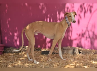 Könnte Fito vielleicht genau der Hund sein, der dein Herz erobert und dein Leben bereichert?