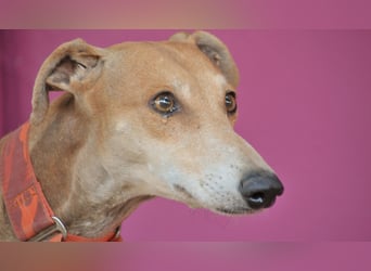 Sind Sie bereit, Pocholo die Liebe zu schenken, die er braucht?
