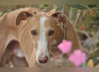 Könnte Fito vielleicht genau der Hund sein, der dein Herz erobert und dein Leben bereichert?