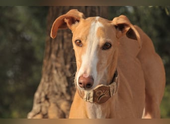 Könnte Fito vielleicht genau der Hund sein, der dein Herz erobert und dein Leben bereichert?