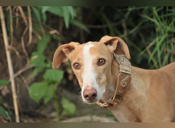 Könnte Fito vielleicht genau der Hund sein, der dein Herz erobert und dein Leben bereichert?