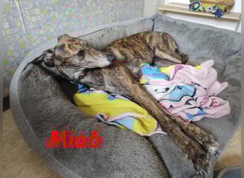Mia6 geb. 10/2017 (in Deutschland) - zutrauliche und verschmuste Galga!