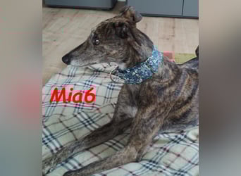 Mia6 geb. 10/2017 (in Deutschland) - zutrauliche und verschmuste Galga!