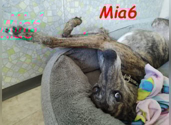 Mia6 geb. 10/2017 (in Deutschland) - zutrauliche und verschmuste Galga!
