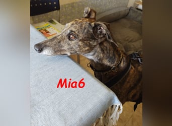 Mia6 geb. 10/2017 (in Deutschland) - zutrauliche und verschmuste Galga!