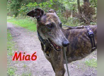 Mia6 geb. 10/2017 (in Deutschland) - zutrauliche und verschmuste Galga!
