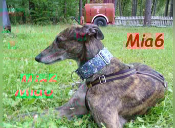 Mia6 geb. 10/2017 (in Deutschland) - zutrauliche und verschmuste Galga!