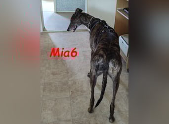 Mia6 geb. 10/2017 (in Deutschland) - zutrauliche und verschmuste Galga!