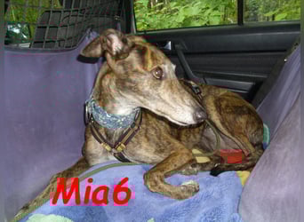 Mia6 geb. 10/2017 (in Deutschland) - zutrauliche und verschmuste Galga!
