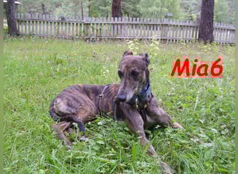Mia6 geb. 10/2017 (in Deutschland) - zutrauliche und verschmuste Galga!