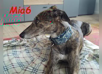 Mia6 geb. 10/2017 (in Deutschland) - zutrauliche und verschmuste Galga!