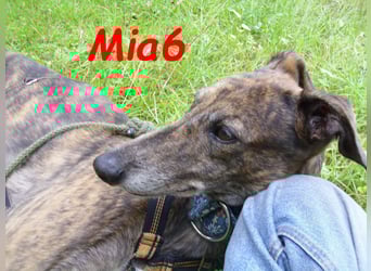 Mia6 geb. 10/2017 (in Deutschland) - zutrauliche und verschmuste Galga!