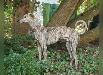 Toni, sucht Zuhause mit Hundekumpel