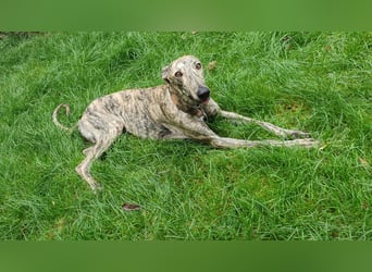 Toni, sucht Zuhause mit Hundekumpel