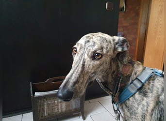 Toni, sucht Zuhause mit Hundekumpel