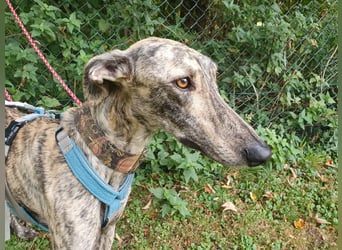 Toni, sucht Zuhause mit Hundekumpel