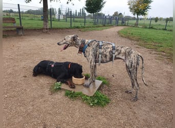 Toni, sucht Zuhause mit Hundekumpel