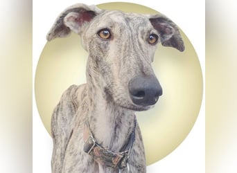 Toni, wartet schon lange auf seiner Pflegestelle …