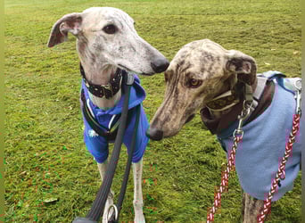 Toni, sucht Zuhause mit Hundekumpel