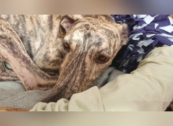 Toni, wartet schon lange auf seiner Pflegestelle …