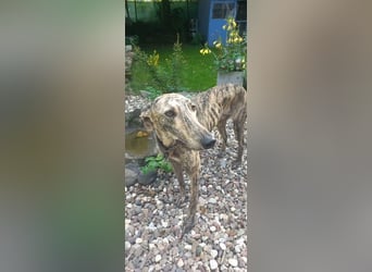 Toni, sucht sein passendes Rudel