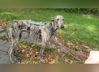 Toni, sucht Zuhause mit Hundekumpel