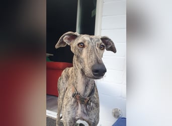 Toni, sucht Zuhause mit Hundekumpel