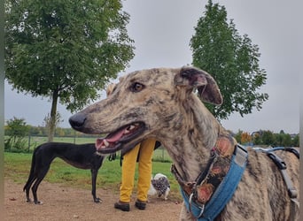 Toni, sucht Zuhause mit Hundekumpel