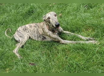 Toni, sucht sein passendes Rudel
