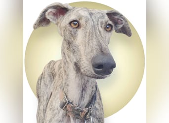 Toni, sucht Zuhause mit Hundekumpel