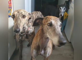 Toni, sucht Zuhause mit Hundekumpel