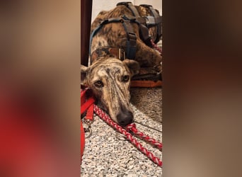 Toni, sucht Zuhause mit Hundekumpel