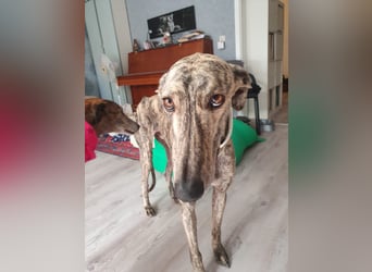 Toni, sucht Zuhause mit Hundekumpel