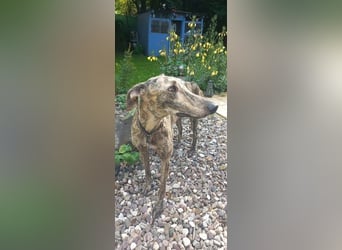 Toni, sucht sein passendes Rudel