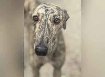 Toni, sucht Zuhause mit Hundekumpel