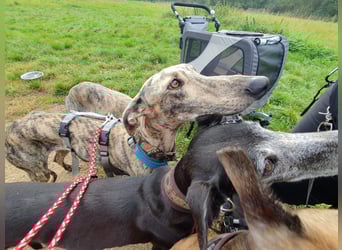 Toni, sucht Zuhause mit Hundekumpel