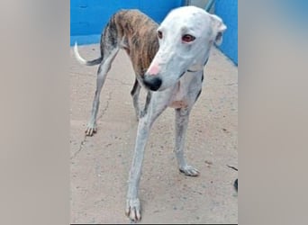 Lion, ein hübscher Galgo Bub