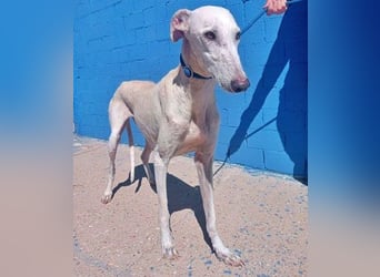 India, eine ruhige Galga
