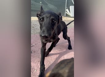 Ruinero, ein kleiner Galgo Bub