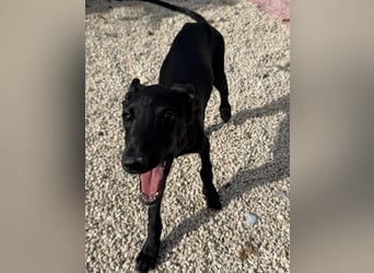 Ruinero, ein kleiner Galgo Bub