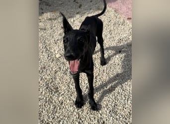 Ruinero, ein kleiner Galgo Bub