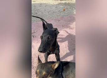 Ruinero, ein kleiner Galgo Bub