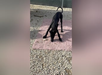 Ruinero, ein kleiner Galgo Bub