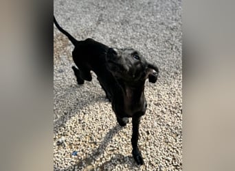 Ruinero, ein kleiner Galgo Bub