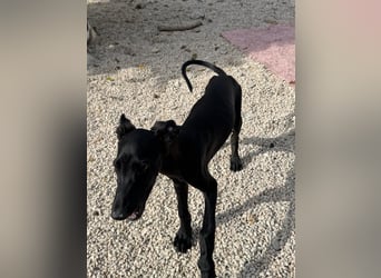 Ruinero, ein kleiner Galgo Bub